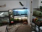30 Live Tadpoles Feeders