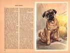 Vintage Pug Print Robert Scholz Dog Wall Art Pug Illustration 6835v
