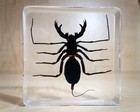 Whip Scorpion In Resin  Insect In Resin  Creepy  Oddities  Thelyphonida