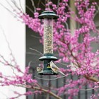 Brome Squirrel Buster Evolution Bird Feeder With Double Cardinal Ring