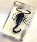 44mm Real Black Scorpion In Crystal Clear Lucite Resin Crafts Specimen Preserve