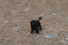 Original Antique Austrian Vienna Cold Painted Bronze Figure Of Black Poodle Dog