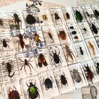 20 Pcs Insect In Resin Specimen Bugs Collection Paperweights Arachnid Resin Lot