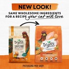 Grain Free Cat Food White Meat Chicken Egg Recipe High Protein Digestive Health