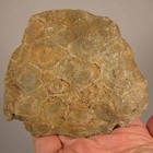 4 1  Polished Fossil Coral Specimen - Devonian Age - Morocco
