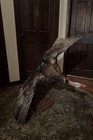 Wild Turkey Taxidermy     Full Body Flying Mount     Wings Spread     Hunting Trophy