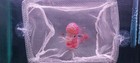 Live Flowerhorn Short Body Fish Male Super Red  Big Kok Head  Size 4  A1