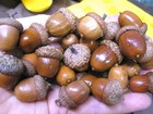 48 Dried Acorns With Caps For Fall Crafts  Real Acorns   Natural Finish 45