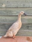 10   Indian Runner And Welsh Harlequin Cross Duck Fertile Hatching Eggs