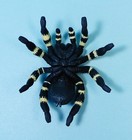 Kaiyodo Capsule Q Museum Venomous Animal Mexican Redknee Tarantula Mini Figure