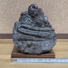 Hokkaido Japan Heteromorph Ammonite Fossil Polyptychoceras Matrix Display