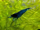 10 Dream Blue Velvet Shrimp _live Aquarium Shrimp_neocaridina_shrimpy Business