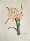 P  J  Redoute Print Nacifsus Taxetta Botanical Original Art Book Plate 84