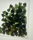 Natural Canadian Nephrite Jade Leaf Lot 100 Pieces