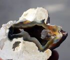 Polished Tampa Bay Fossil Coral Half     3 5  Long