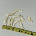 Lot Of 10 Assorted Coyote Fangs Teeth Goth Odd Craft Real Taxidermy Cleaned 0383
