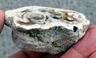 Polished Tampa Bay Fossil Coral Half     3 6 Oz  3 0  Long
