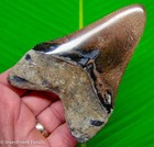 Megalodon Shark Tooth 4 53    Real Fossil  Xl Big No Restorations Sharks Teeth