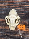 Real Xxl American Bobcat Skull Animal Mount Christmas Gifts Man Cave Decor Craft