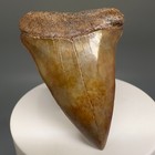 Gorgeous Color  Super High Quality 2 50  Fossil Extinct Mako Shark Tooth - Usa