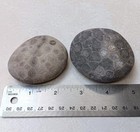 1 Light   1 Dark  Petoskey Stone Unpolished Michigan Hexagonaria Coral Fossils