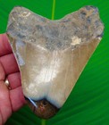 Megalodon Shark Tooth Real Fossil 4 45    Big No Restorations - Sharks Teeth