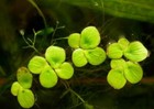 100  Giant Duckweed Salvinia Aquarium Or Pond Plant  moss  Buy2get1free 
