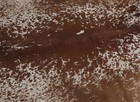 New Cowhide Rugs Area Cow Skin Leather 19 48 Sq feet  55 x51   Cow Hide U-1206