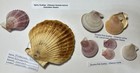 Alaska Scallop Collection  Collected In Se Alaska  3 Species  7 Shells   Great