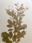 Antique Herbarium Pressed Botanical Specimen 1870s Bittercress 15  X 10 