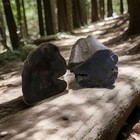 Large Petrified Wood Log Cut Opened To See Beautiful Inside 