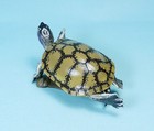 Kaiyodo Animatales Animal In Japan Melanistic Red Eared Pond Slider Mini Figure