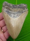 4 60      Megalodon Shark Tooth Real Fossil Sharks Teeth -  No Restoration