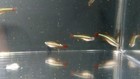  8  Yellow-fin White Cloud Mountain Minnows -high Quality- Pennsylvania Bred