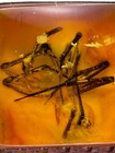 Burmese Burmite Cretaceous Big Spider Insect Fossil Amber Myanmar Rings
