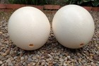 Ostrich Hollow Egg  6    Ready For Crafting Paint Art Scenery Carving 
