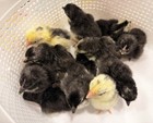 6   Kikiriki Hatching Eggs  mottled  Splash  Pyle  Porcelain   Mille Fleur 