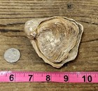 Huge    devils Toenail  Complete  Texas Fossil Bivalve Oysters Gryphaea 