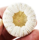 1 Beautiful Light Green Alfonso Gator Sea Urchin 2 1 2  Coastal Beach Crafts