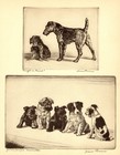 Antique Irish Terrier Print Vintage Diana Thorne Terrier Wall Art Decor 7120q