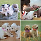 12pcs Adjustable Puppy Id Collars Soft Nylon Whelping Litter Collars Assorted