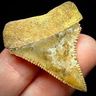 Great White Shark Tooth 1 48  Megalodon Teeth Era Fossil Unrestored