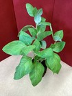 Kitchen Herb Garden Faux Drop-in 9    Artificial Basil Plant Home Restaurant Decor