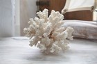 Antique vintage Beautiful White Natural Coral Coastal Decor Ocean