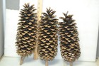Large Pine Cones Northwest High Cascades Naturall Pine Cones 12-14  Lot Of 3