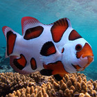 Tam 2-pack Orange Storm Clown Pair Live Tank Bred Pair - 25 99 Overnight Ship
