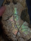 Rare huge 7 25    Texas Fossil Ammonite  Placenticeras Sp     ammolite    Iridescence 