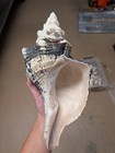 Large Horse Conch Shell Found In Southwest Florida