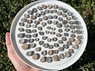 Straparollus Fossil Gastropods Shells Lot Of 88 Pennsylvanian Age Texas