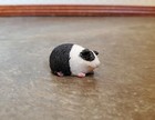 Dollhouse Miniature Guinea Pigs Set Of 3 1 12 Scale Pet Black White Brown Orange